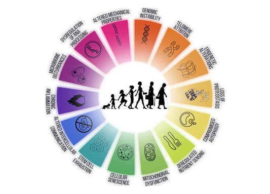 How Circadian Impacts the 14 Hallmarks of Aging - Dr. Brillante